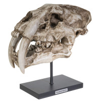 SUMMIT COLLECTION Réplica de calavera de tigre con dientes de sable de resina de polipiedra, modelo en soporte con placa con nombre, decoración del hogar, escultura de diseño de interiores, 12,5 pulgadas de ancho