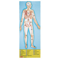 Piso del cuerpo humano (100 ud)